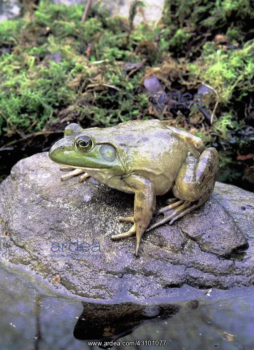 : Bull Frog (Rana catesbeiana) photographed in the Pocono Mountains, Pennsylvania : Bull Frog (Rana catesbeiana) photographed in the Pocono Mountains, Pennsylvania