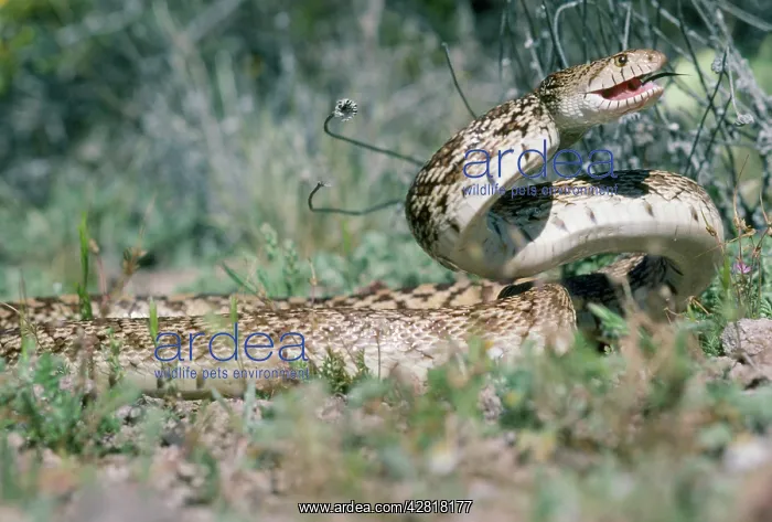 : Bull / Gopher Snake : Bull / Gopher Snake