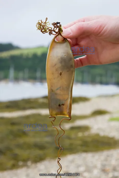 : Bull Huss - egg case (mermaid's purse) being held : Bull Huss - egg case (mermaid's purse) being held