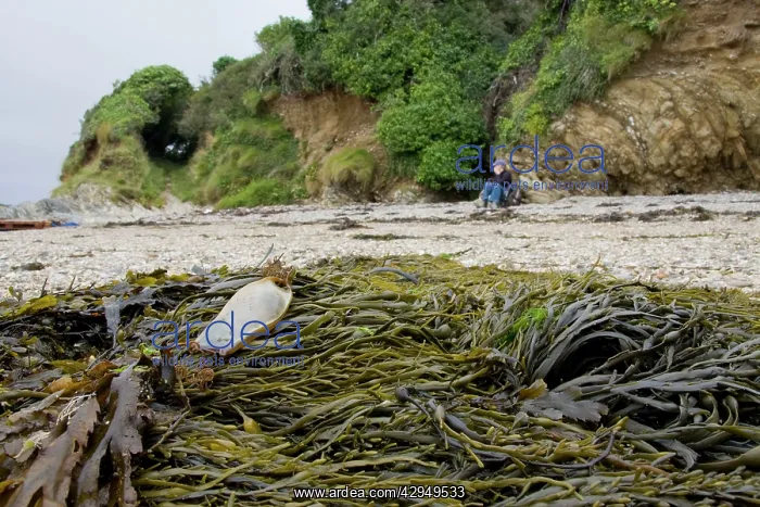 : Bull Huss - egg case (mermaid's purse) on stand line : Bull Huss - egg case (mermaid's purse) on stand line