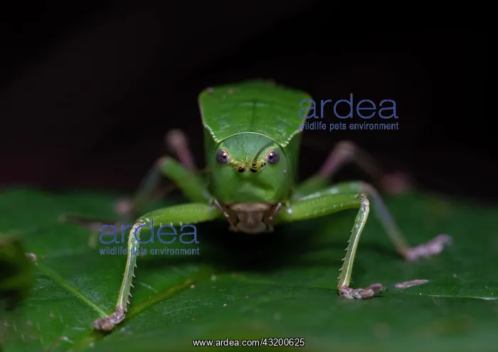  : Bull-Katydid (Aspidonotus spinosus), Ankarafantsika