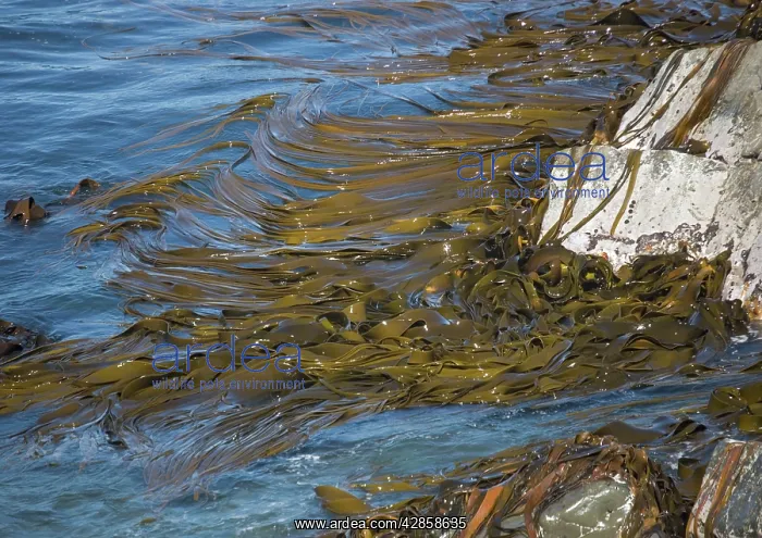 : Bull kelp beds : Bull kelp beds
