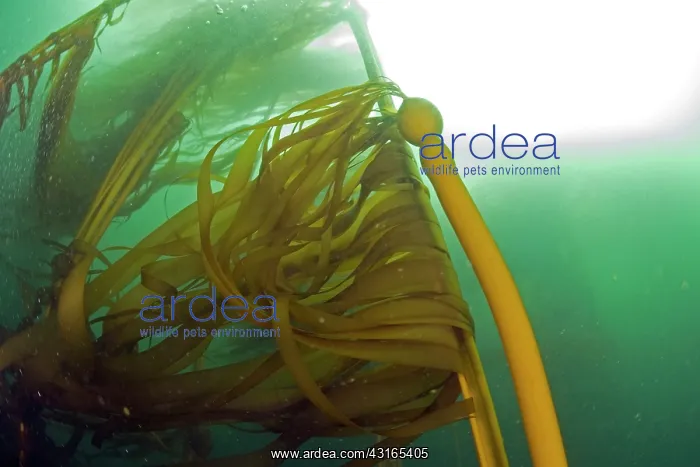 : Bull kelp - Vancouver Island British Columbia Canada Pacific : Bull kelp - Vancouver Island British Columbia Canada Pacific