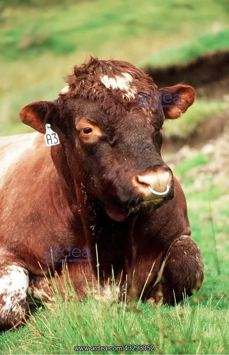 : BULL LYING ON GRASS - close up of head showing ring in nose : BULL LYING ON GRASS - close up of head showing ring in nose
