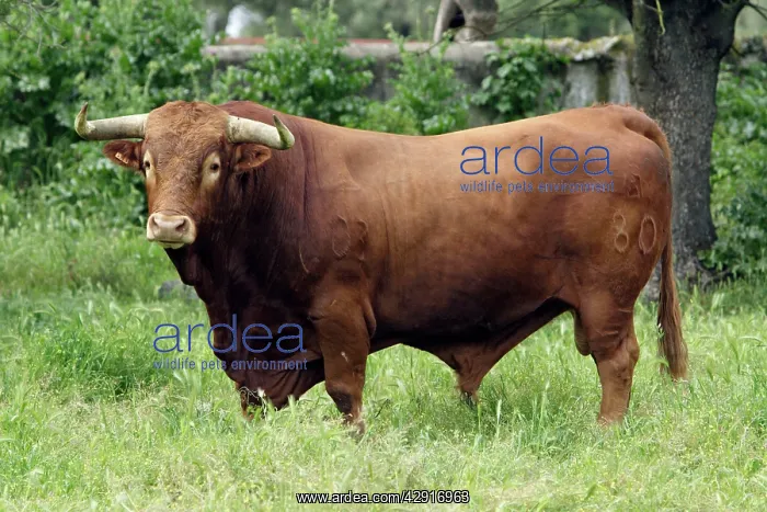 : Bull - on meadow : Bull - on meadow