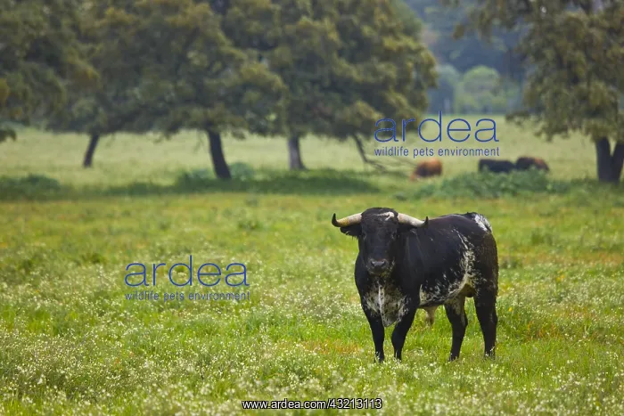 : Bull in a meadow in Andalusia Spain : Bull in a meadow in Andalusia Spain
