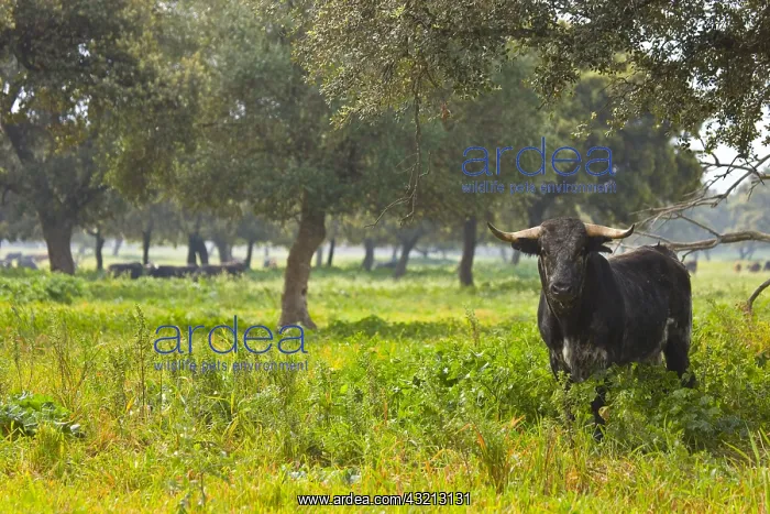 : Bull in a meadow in Andalusia Spain : Bull in a meadow in Andalusia Spain