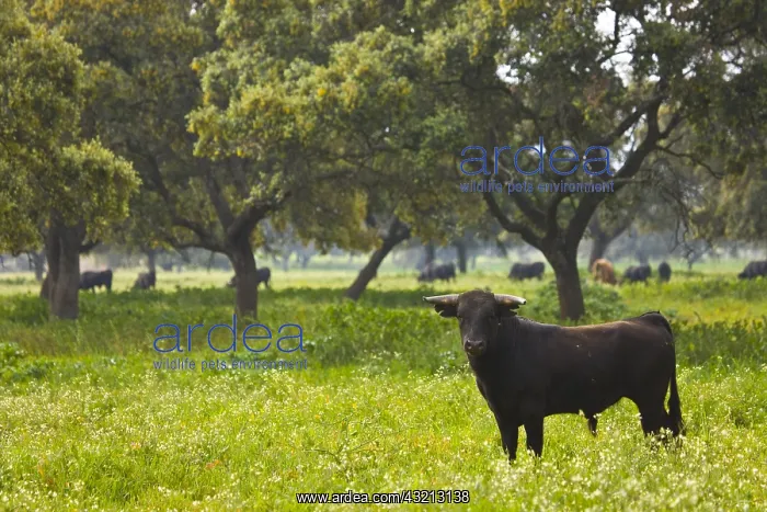 : Bull in a meadow in Andalusia Spain : Bull in a meadow in Andalusia Spain