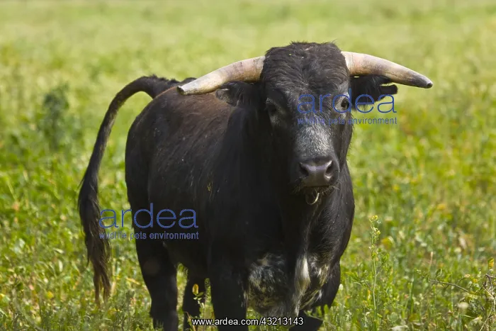 : Bull in a meadow in Andalusia Spain : Bull in a meadow in Andalusia Spain