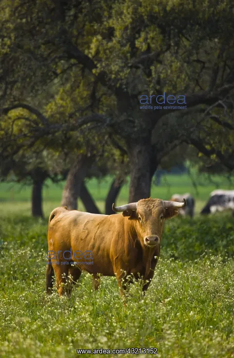 : Bull in a meadow in Andalusia Spain : Bull in a meadow in Andalusia Spain
