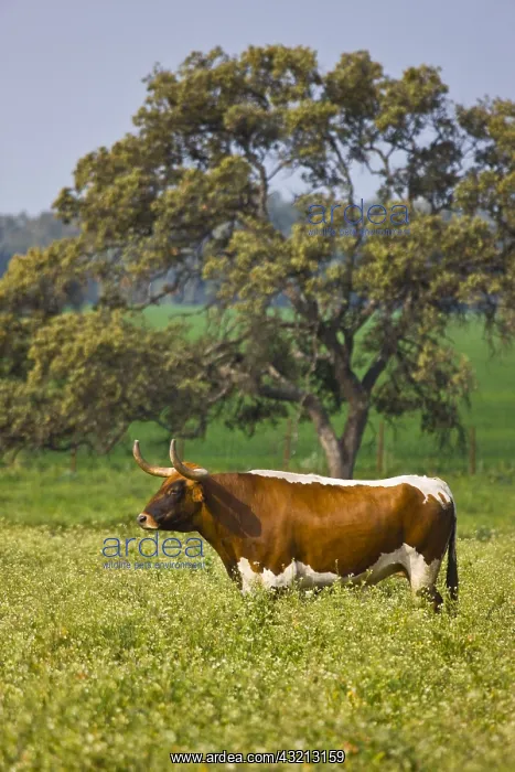 : Bull in a meadow in Andalusia Spain : Bull in a meadow in Andalusia Spain