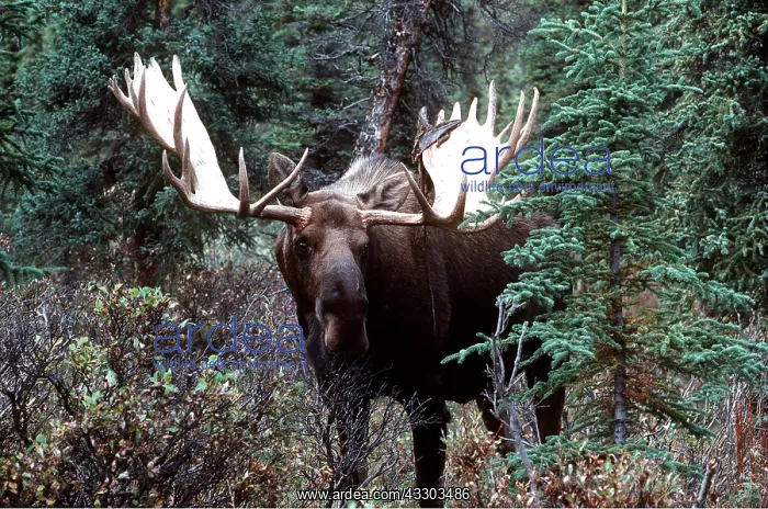 : BULL MOOSE : BULL MOOSE