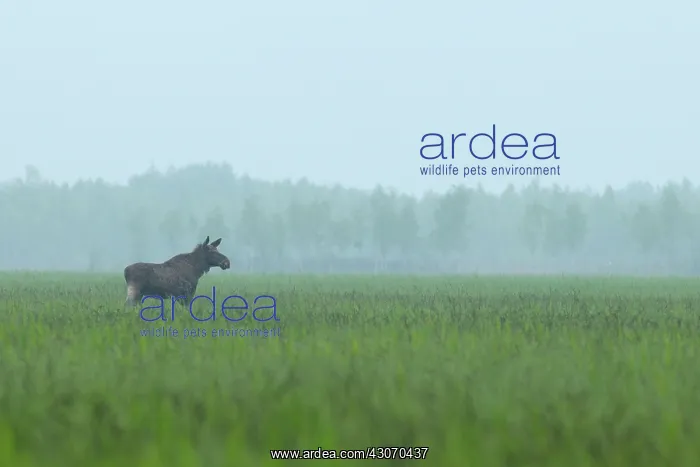 : Moose. Bull Moose (Alces alces) in open sedge field with mixed woodland in background : Moose. Bull Moose (Alces alces) in open sedge field with mixed woodland in background