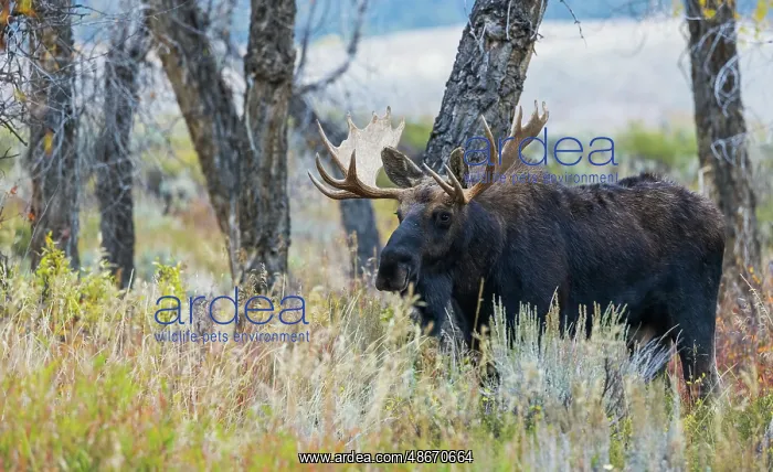: Bull moose, autumn color along the river bed : Bull moose, autumn color along the river bed