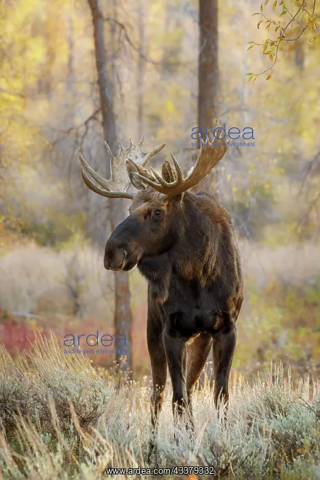 : Bull moose in autumn, Grand Teton National Park, Wyoming : Bull moose in autumn, Grand Teton National Park, Wyoming