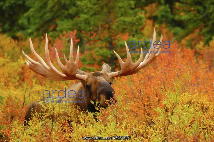  : Bull Moose Feeding, Denali National Park