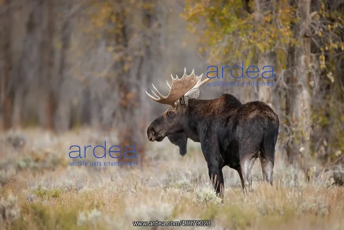 : Bull moose, Grand Teton National Park, Wyoming : Bull moose, Grand Teton National Park, Wyoming
