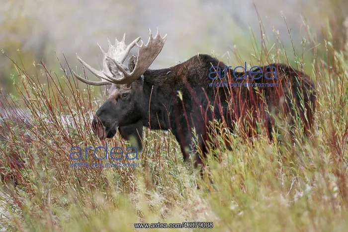  : Bull moose, Grand Teton National Park, Wyoming