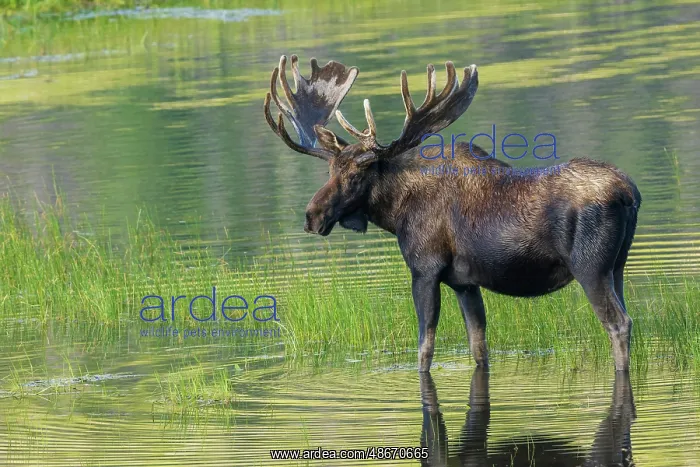  : Bull moose takes advantage of a small pond to cool off in