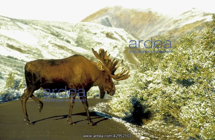 : Bull moose - in velvet - crossing road : Bull moose - in velvet - crossing road