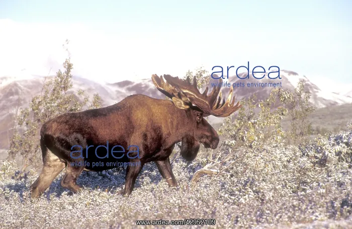 : Bull moose - in velvet foraging for browse : Bull moose - in velvet foraging for browse