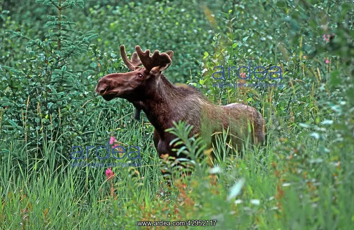 : Bull moose - in velvet - foraging for browse : Bull moose - in velvet - foraging for browse