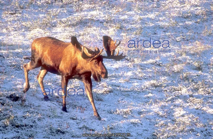: Bull moose - in velvet, foraging for browse : Bull moose - in velvet, foraging for browse