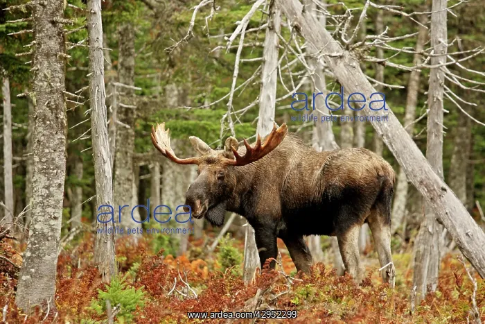 : Bull Moose - in woods : Bull Moose - in woods