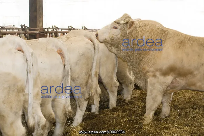 : Bull near a cow in heat in a stall : Bull near a cow in heat in a stall