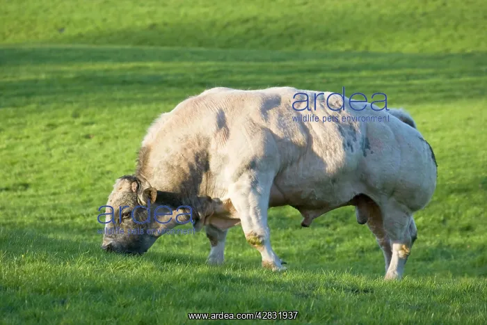 : Bull - In pasture : Bull - In pasture