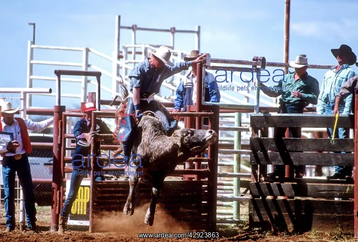 : Bull rider on a bucking bull : Bull rider on a bucking bull