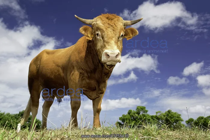 : Bull at Santa Maria Island, Azores, Portugal, Atlantic : Bull at Santa Maria Island, Azores, Portugal, Atlantic