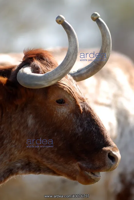  : Bull with scoops of protection on the horns Camargue