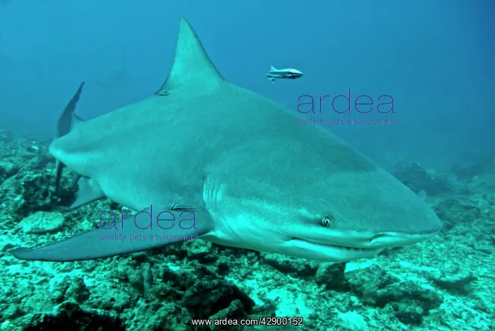 : Bull Shark : Bull Shark