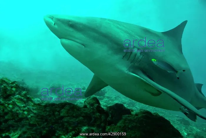 : Bull Shark : Bull Shark