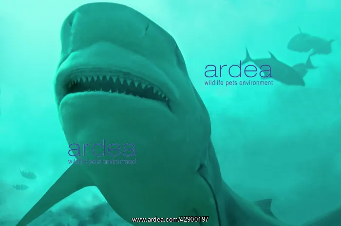 : Bull Shark : Bull Shark
