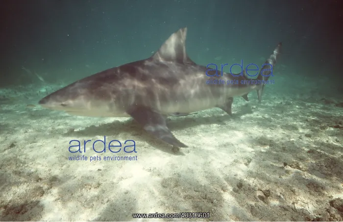 : BULL SHARK : BULL SHARK