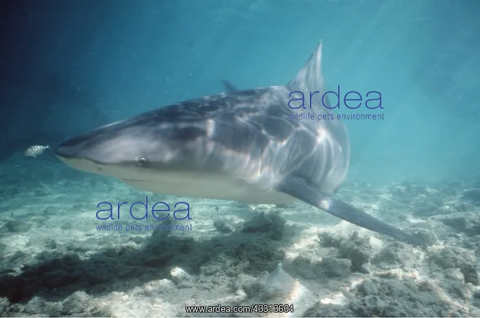 : BULL SHARK : BULL SHARK