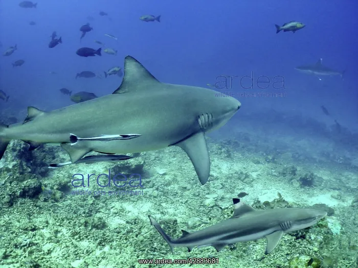 : Bull Shark and Black-tip / Blacktip Reef shark : Bull Shark and Black-tip / Blacktip Reef shark