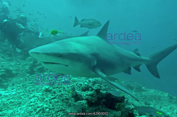 : Bull Shark - diver shark feeder in background : Bull Shark - diver shark feeder in background