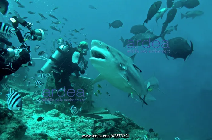 : Bull Shark - with divers - other sharks in background : Bull Shark - with divers - other sharks in background