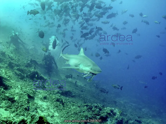 : Bull shark - feeding with divers in background : Bull shark - feeding with divers in background