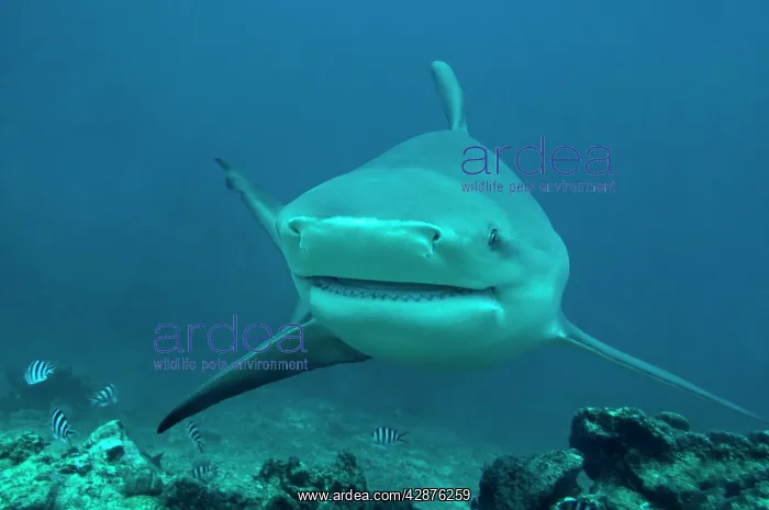: Bull Shark - female : Bull Shark - female