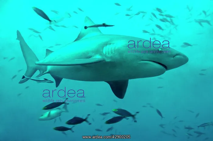 : Bull Shark - female : Bull Shark - female