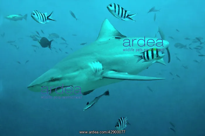 : Bull Shark - with fisherman's hook cutting into : Bull Shark - with fisherman's hook cutting into