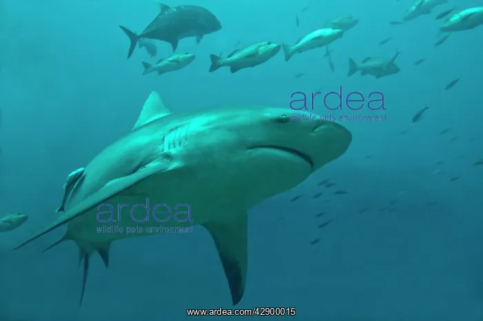 : Bull Shark - moving through its potential prey : Bull Shark - moving through its potential prey