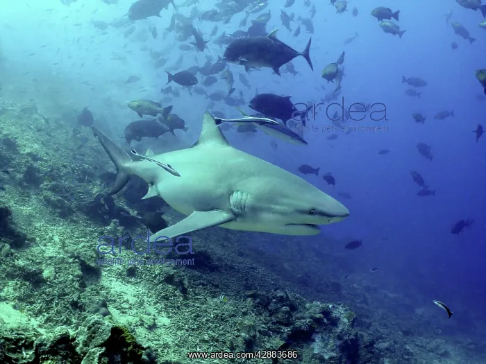: Bull shark with remoras swimming through school of fish : Bull shark with remoras swimming through school of fish