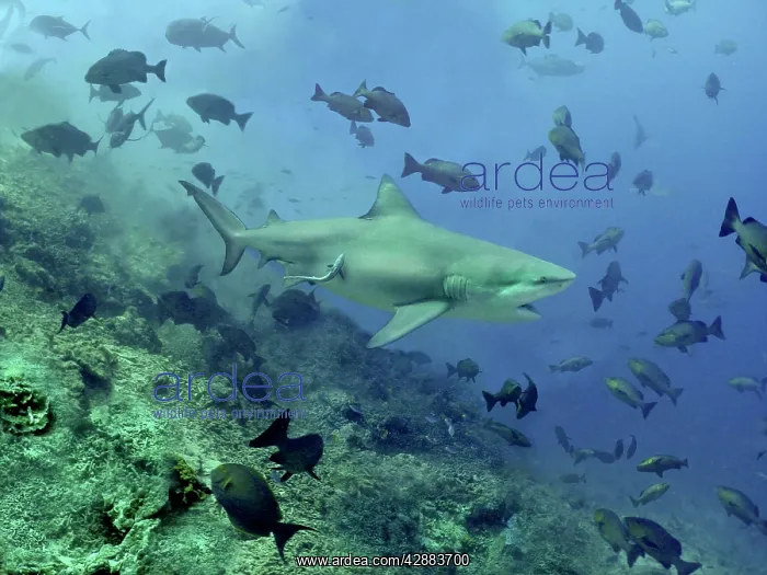 : Bull shark - Swimming through fish. Very dangerous to man : Bull shark - Swimming through fish. Very dangerous to man