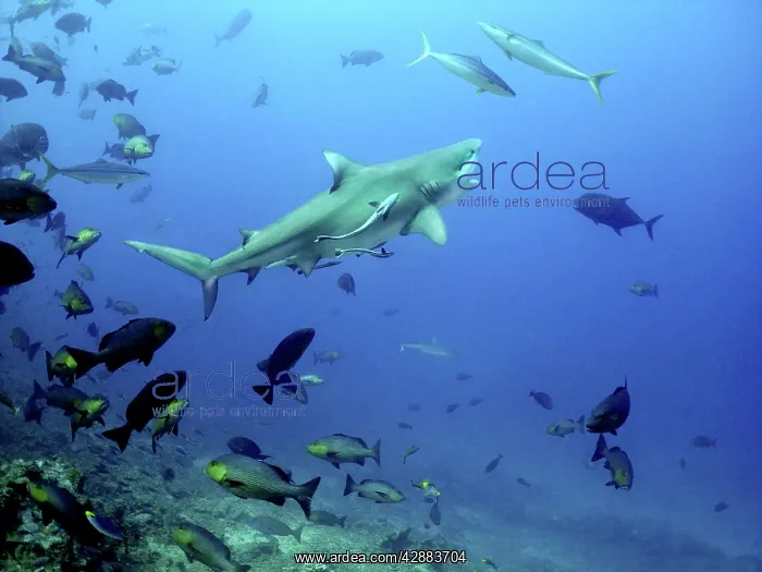 : Bull shark - Swimming towards surface with mouth open : Bull shark - Swimming towards surface with mouth open