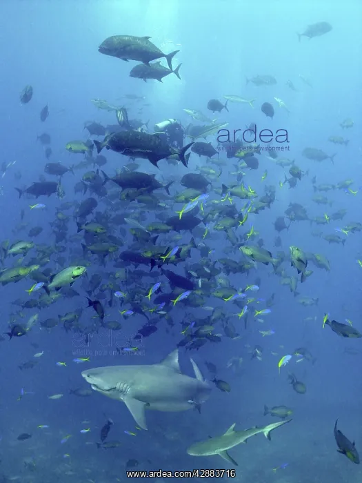  : Bull Shark - Trailing line from hook in mouth